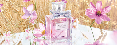 Vicencio 11 Vicencio 11