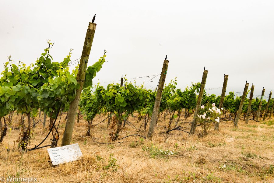 Viñedos con rosas tradicionales, Valle de Casablanca